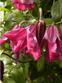 Clématite - Clematis Savannah Evipo015 Clématite - Clematis Savannah Evipo015