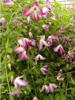 Clématite italienne - Clematis viticella Walemburg Clématite italienne - Clematis viticella Walemburg