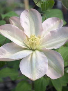 Clématite - Clematis Jeanes Pink