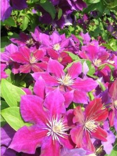 Clématite - Clematis Julka