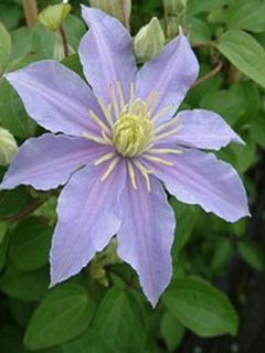 Clématite 'Justa' Clématite 'Justa'