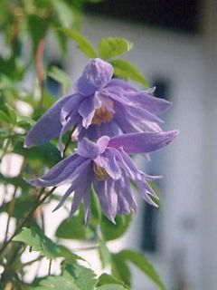 Clématite macropetala Clématite macropetala