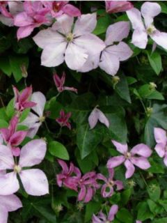 Clématite 'Margaret Hunt'