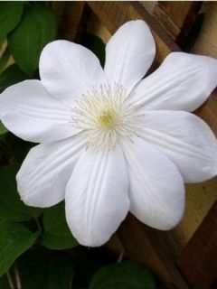 Clématite 'Mme le Coultre' Clématite 'Mme le Coultre'