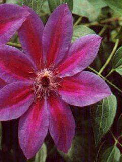 Clématite 'Mrs N. Thompson' Clématite 'Mrs N. Thompson'