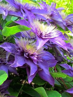 Clématite 'Multi Blue' Clématite 'Multi Blue'