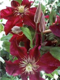 Clématite 'Niobe' Clématite 'Niobe'