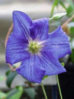 Clématite viticella Perle d'Azur Clématite viticella Perle d'Azur