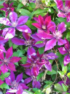 Clématite 'Picardy'™ 'Evipo024' Clématite 'Picardy'™ 'Evipo024'