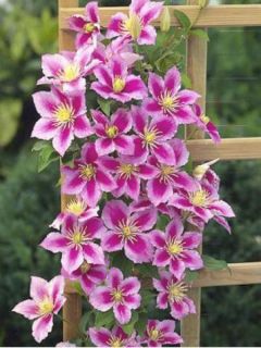 Clématite 'Piilu' Clématite 'Piilu'