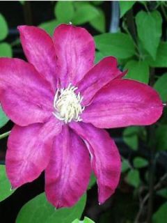 Clématite Kakio Clématite Kakio