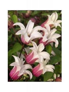 Clématite 'Princesse Kate'® 'Zoprika'