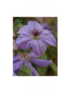Clématite - Clematis Ramona