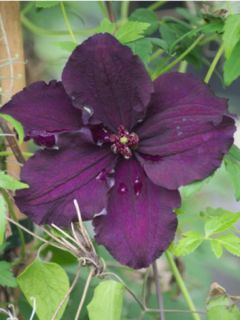 Clématite - Clematis Rasputin Clématite - Clematis Rasputin