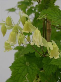 Clématite rehderiana - Clematis campanella rehderiana