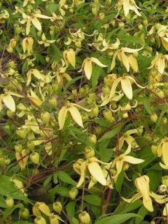 Clématite - Clematis serratifolia