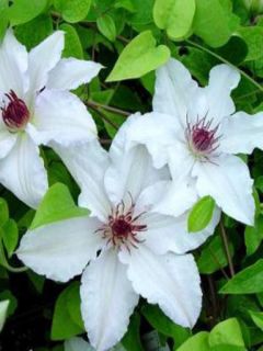 Clématite 'Snow Queen'