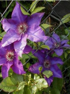 Clématite 'The President' Clématite 'The President'