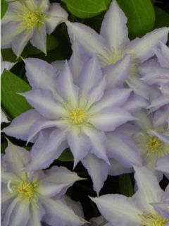 Clématite 'Thyrislund'