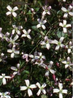 Clématite - Clematis triternata Tranquility