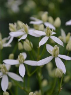 Clématite - Clematis Peveril Pearl