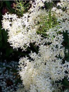 Clématite vivace 'Purpurea'