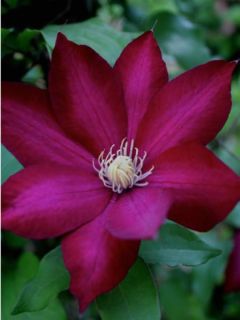 Clématite 'Vostock'