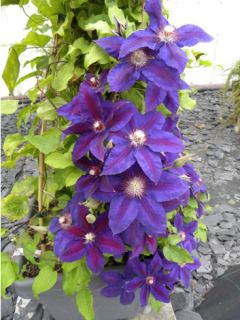 Clématite 'Wildfire' Clématite 'Wildfire'