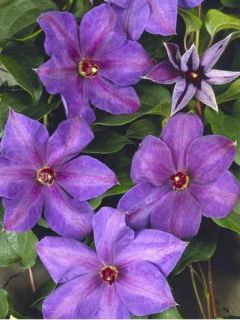 Clématite 'Xerxes'