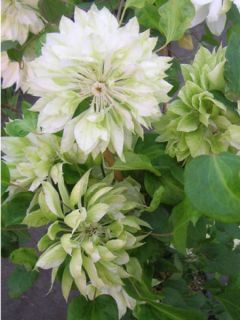 Clématite Yukiokoshi