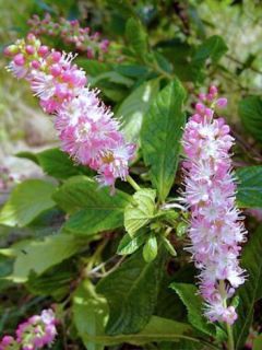 Clethra alnifolia 'Ruby Spice'