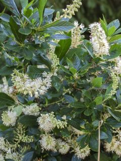 Clethre nain 'Hummingbird'