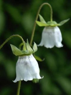 Codonopsis clematidea 