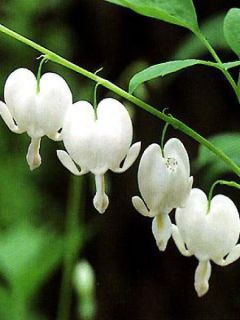 Coeur de Marie 'Alba'