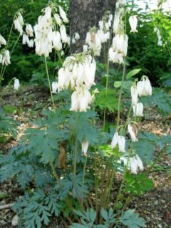 Coeur de Marie de Formose 'Aurora'