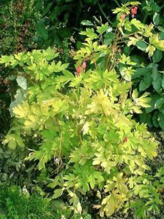 Coeur de Marie 'Gold Heart'