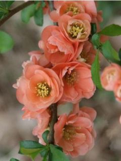 Cognassier du Japon 'Cameo'