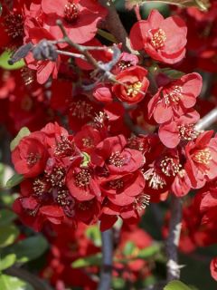 Cognassier du Japon 'Elly Mossel'