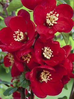 Cognassier du Japon, Chaenomeles speciosa Hot Fire