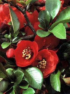 Cognassier du Japon 'Nicoline'