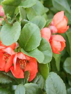 Cognassier du Japon 'Sargentii'