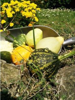 Coloquintes à petit fruits - Cucurbita pepo