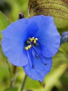 Commelina coelestis - Comméline tubéreuse