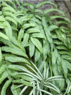 Coniogramme emeiensis - Fougère bambou