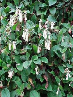 Consoude à grandes fleurs