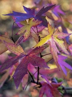 Liquidambar styraciflua Andrew Hewson - Copalme d'Amérique
