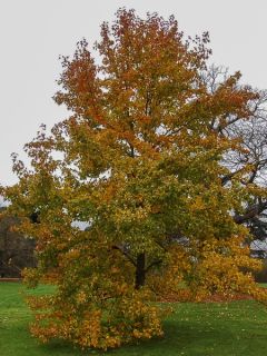 Liquidambar formosana - Copalme de Chine