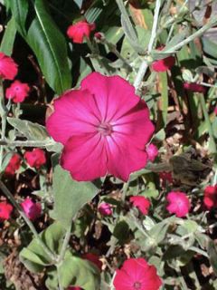 Coquelourde des jardins