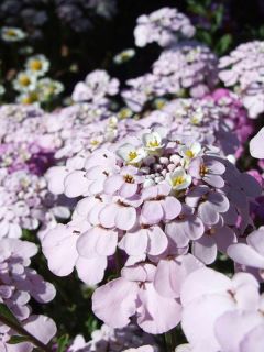 Corbeille d'argent, Thlaspi 'Pink Ice'®