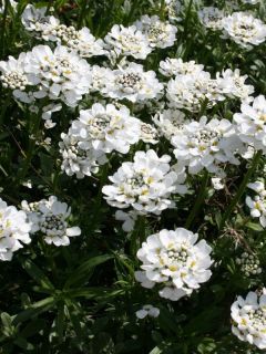 Graines de Thlaspi toujours vert - Iberis sempervirens